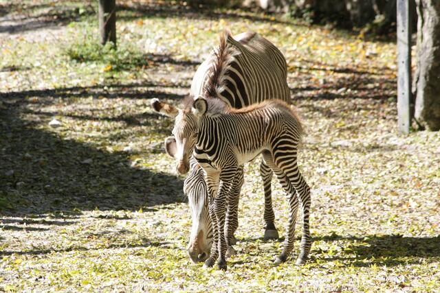 Mit dem wenige Tage alten Fohlen leben aktuell vier der auf der Roten Liste der Weltnaturschutzunion als „stark gefährdet“ eingestuften Grevy-Zebras im Zoo Salzburg. | Foto: Zoo Salzburg