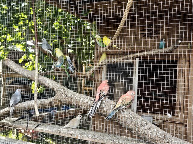 Vögel, Hühner, Kaninchen und Co. sind in der Messehalle zwölf zu sehen. | Foto: Kleintierzuchtverein Ried