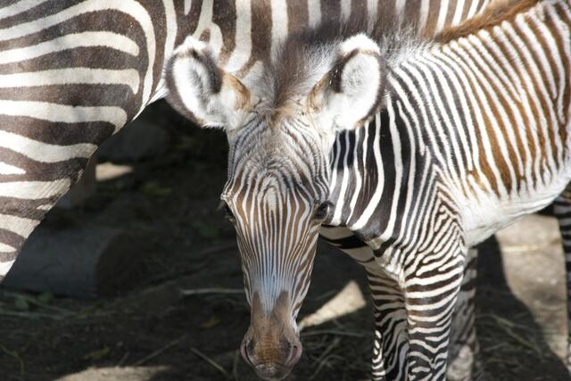 Der gestreifte Nachwuchs hat derzeit noch keinen Namen. | Foto: Zoo Salzburg