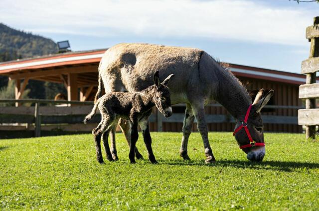  Gut Aiderbichl Henndorf freut sich über das süße Esel-Baby. | Foto: Gut Aiderbichl
