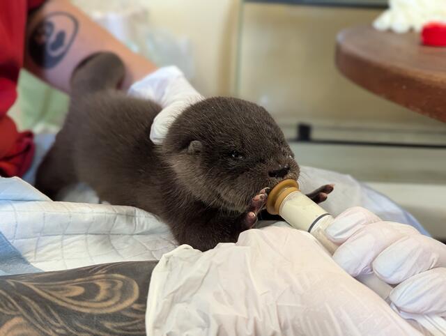 Otterbaby Lilly wird jetzt rund um die Uhr gepflegt. 