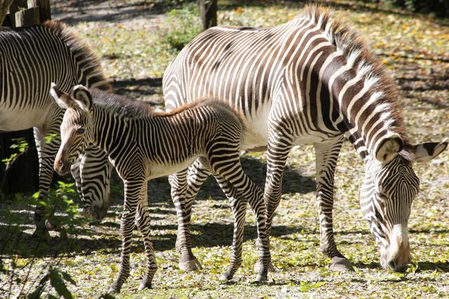Derzeit leben im nordöstlichen Afrika noch rund 2000 ausgewachsene Grevy-Zebras. Mama Misa, Vater Nio, der kleine namenlose Nachwuchs und die fünf Jahre alte Stute Fiamma. | Foto: Zoo Salzburg