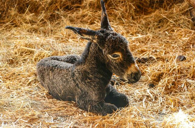 Große Kulleraugen blickten den Tierpflegerinnen entgegen, als sie Montagnacht das Eselhaus auf Gut Aiderbichl betraten. | Foto: Markus Tschepp