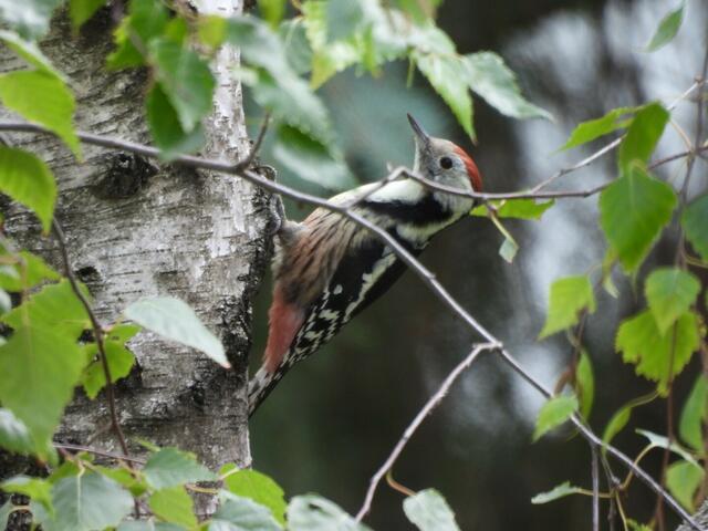 Ein Mittelspecht aus Währing | Foto: Zuzana Kobesova 2024