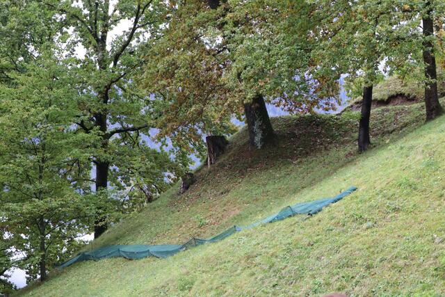 Die herabfallenden Eicheln werden in Netzen aufgefangen und können verwendet werden.  | Foto: Lea Mayr