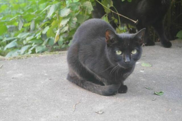 Wer gibt Onyx ein neues Zuhause? | Foto: TSV St. Pölten