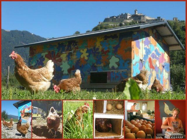 Martin und Karin Gfrerer zählen mit ihrem "Wiesenei"-Betrieb am Fuße der Burd Landskron zu den regionalen Ei-Versorgern in Kärnten. | Foto: Gfrerer