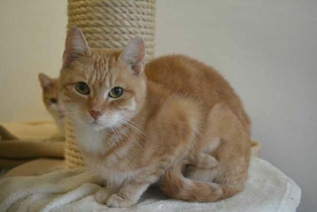 Wer nimmt Lissandra bei sich auf? | Foto: TSV St. Pölten