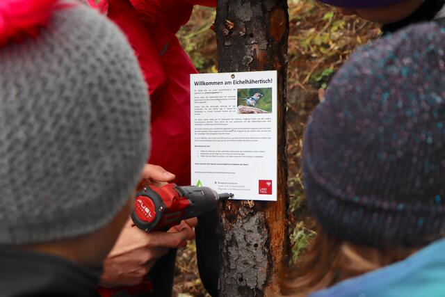 Die selbstgebauten Eichelhähertische werden mit Eicheln bestückt. Die Eicheln werden anschließend von Vögeln – insbesondere Eichelhähern – aufgesammelt und verteilt.  | Foto: Lea Mayr