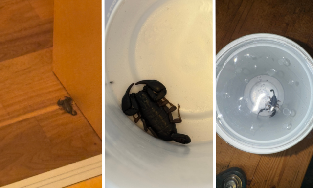 Der Skorpion, der in Seeboden gefunden wurde. | Foto: Privat