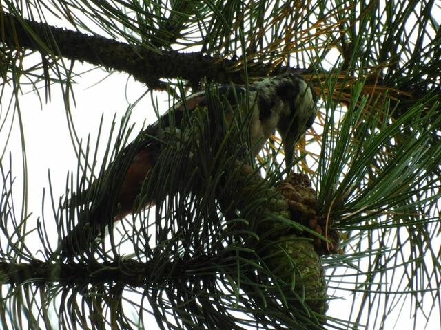 Ein Buntspecht vom Gänsehäufel | Foto: Zuzana Kobesova 2024