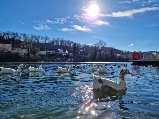 Enten auf den Traun bei Wels | Foto: Christian Hahn