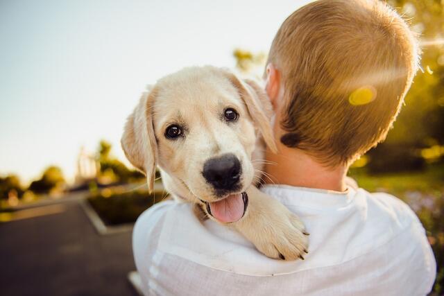 Am Hundetag wird darauf aufmerksam gemacht, dass der Tierschutz voll mit Hunden jeden Alters ist, die auf ein liebevolles Zuhause mit gewaltfreier Erziehung warten. | Foto: Pixabay