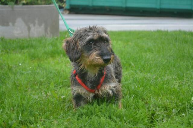 Wer gibt Paula eine Chance? | Foto: TSV St. Pölten