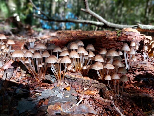 Spaziergang im Naturjuwel Wald. Hier in der Ybbser Gemeinde (Säusenstein). | Foto: Claudia Sainitzer