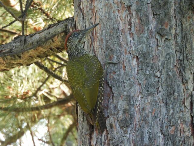 Ein Grünspecht vom Gänsehäufel | Foto: Zuzana Kobesova 2024