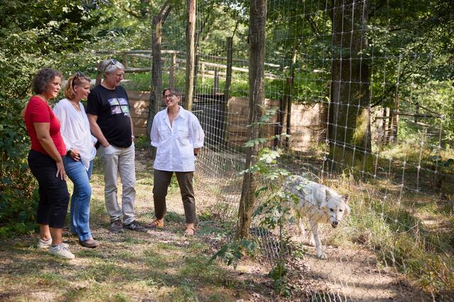 Die Arbeitsgruppe des Wolfsforschungszentrums im Wildpark Ernstbrunn forscht seit 15 Jahren zum Prozess der Domestizierung von Tieren. | Foto: Johannes Hloch