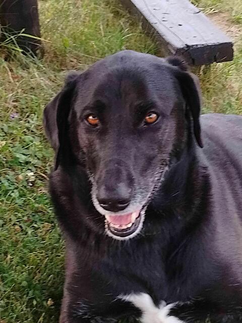 Unser Goldstück Jacky | Foto: COH2