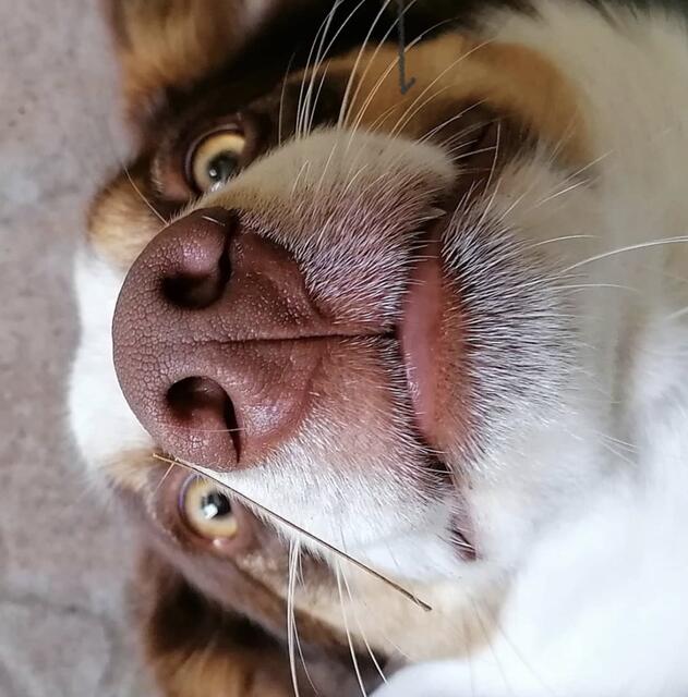Border Collie Tony, 4,5 Jahre jung.
Mein Quatschkopf kann auch seriös auf Fotos sein, wär aber langweilig;) | Foto: Foto von mir mit meinem Handy aufgenommen 