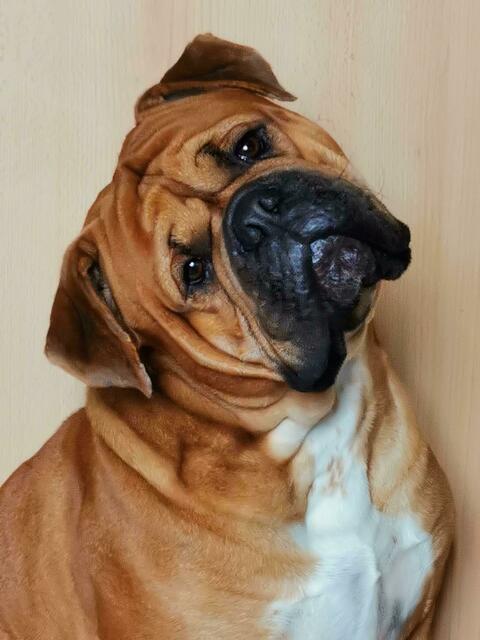 Henry | Foto: Norbert Schnöll