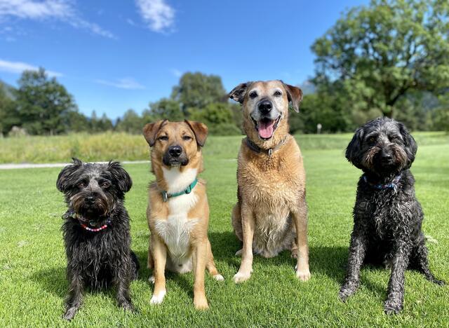 Die 4 ex Tierheimhunde genießen ihr Leben im schönen Pinzgau.