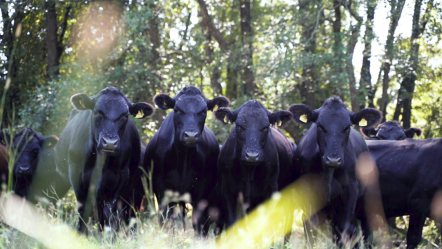 Foto: Hannes Gsellmann