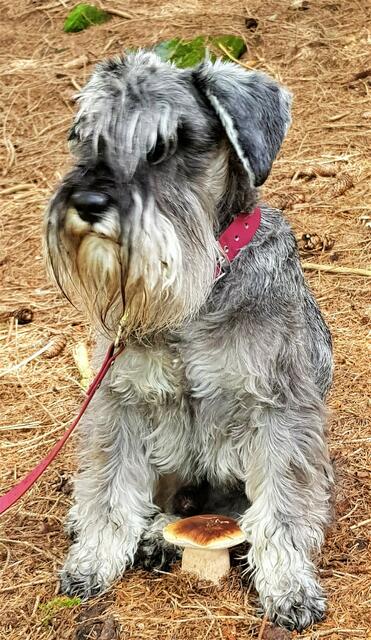 Es muss nicht immer Trüffel sein... | Foto: Ilse Krombholz