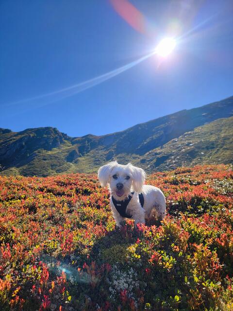 Unser Chili ist unser Bergfex und stetiger Begleiter auf all unseren Wanderungen. | Foto: Maria Feyersinger 
