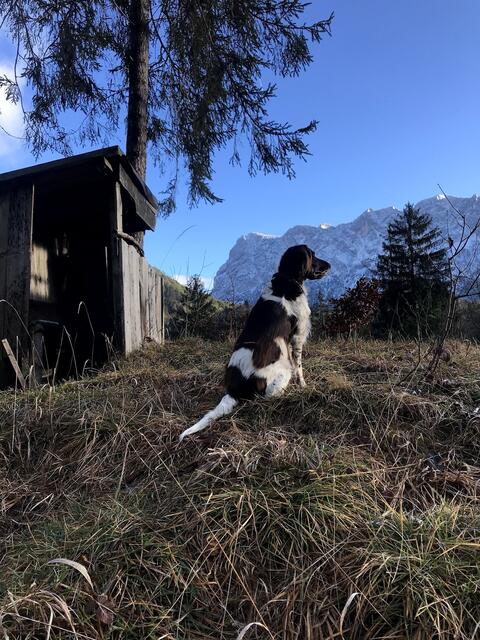 Mein Seelenhund ♥️