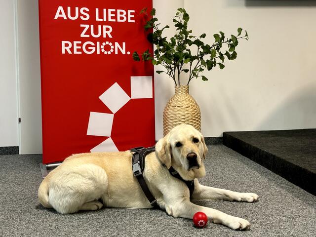 MeinBezirk-Bürohund Nala wünscht allen einen frohen Welthundetag!  | Foto: Carmen Kurcz
