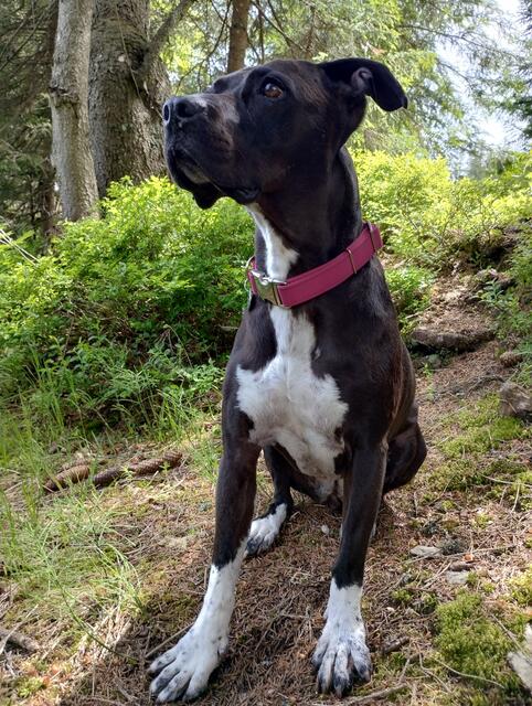 Unsere 10 Jahre junge Seelenhündin Kira😍