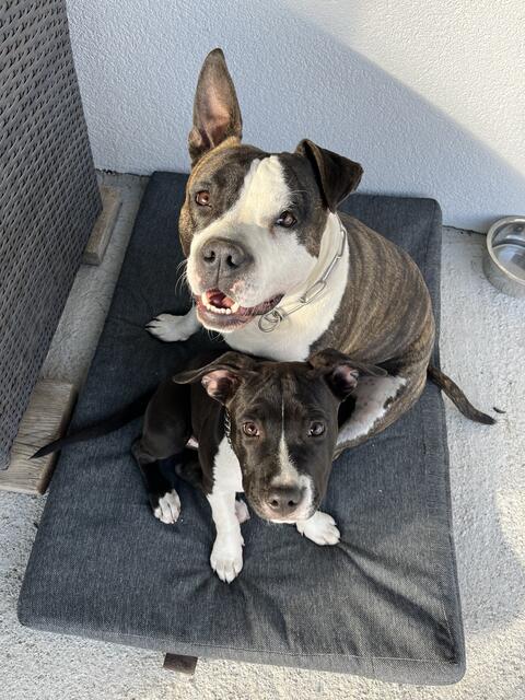 Macheiner Florentine mit meinen Hunden Elvis (Große) und Nala (kleine schwarz weiss) 
Sind aus Ramingstein und unsere Hunde Sind American Staffordshire Terrier .  | Foto: Florentine Macheiner
