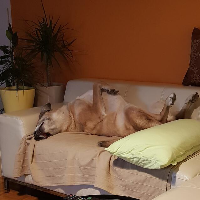 Auf der Couch ist es soooooo gemütlich !