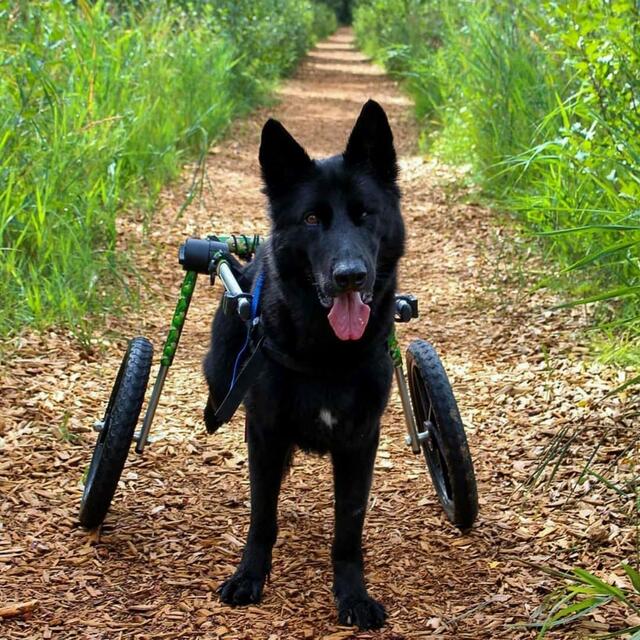 Ares, Deutscher Schäferhund, mit / ohne Handicap 😉 | Foto: Ich bin der Urheber des Fotos