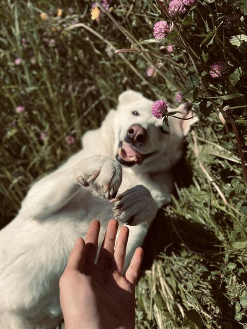 Meine lebensfrohe Hündin Luna beim Spazieren!  | Foto: Emily Eder