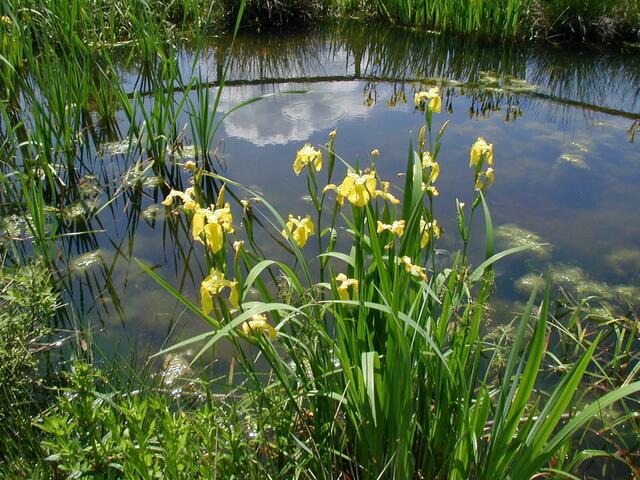 Foto: Verein "Rund ums Moor"