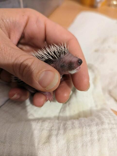 Dieses kleine Baby wurde ohne Igel-Mama gefunden.  | Foto: Schöttl