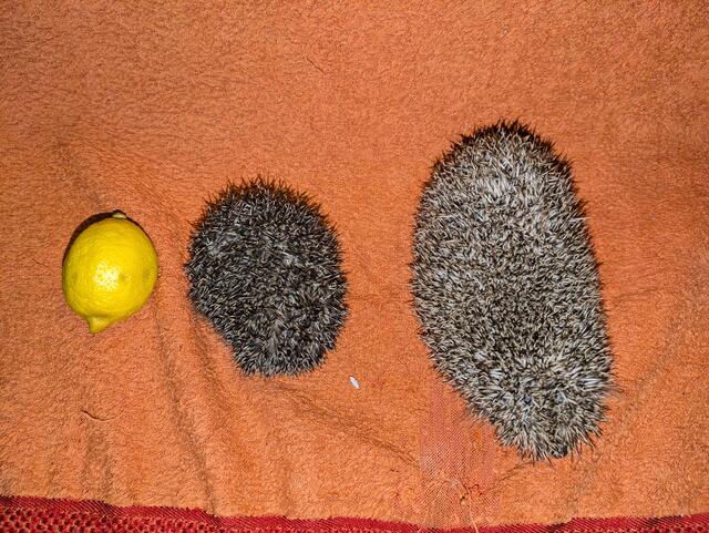 Ein simpler Vergleich mit einer Zitrone: der Igel rechts ist groß genug und kann den Winterschlaf antreten, der Igel links im Bild würde diesen aufgrund seiner Größe nicht überleben.  | Foto: Schöttl