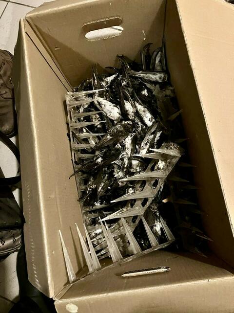 Tote Schwalben, die den Taubenabwehr-Spießen zum Opfer fielen. | Foto: Tierschutzverein Krems