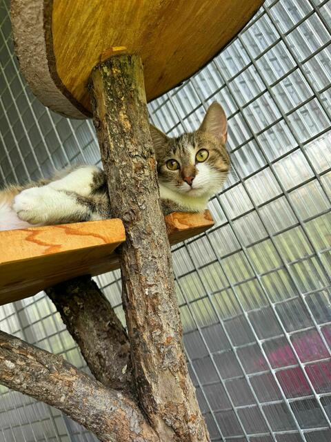 "Ravenna" sehnt sich unbedingt auf ein neues Zuhause mit Freigang. | Foto: Adamhof Straß