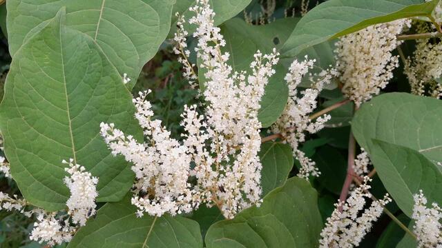 Staudenknöterich - Herkunft Ostasien. | Foto: Tiroler Bergwacht - Einsatzstelle Stubai