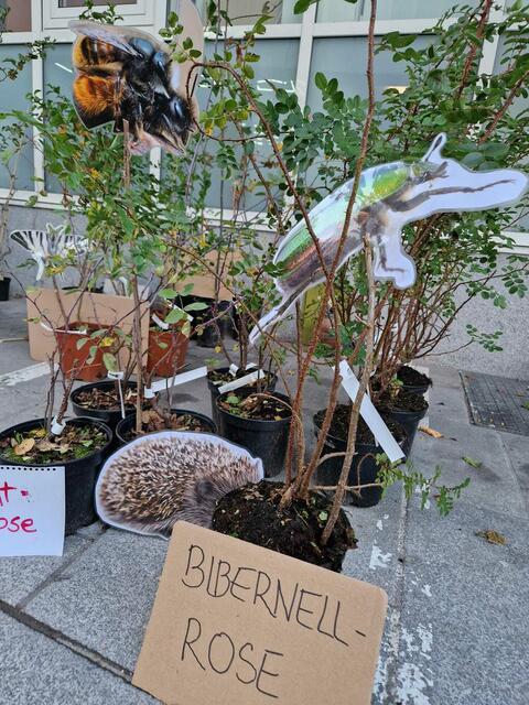 Bienen und Igelfreunde fanden ein reiches Pflanzenangebot vor. | Foto: Daniela Hofinger