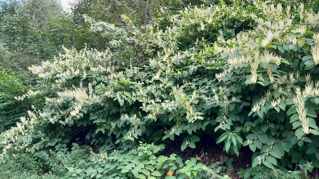 Staudenknöterich in Massen | Foto: Tiroler Bergwacht - Einsatzstelle Stubai