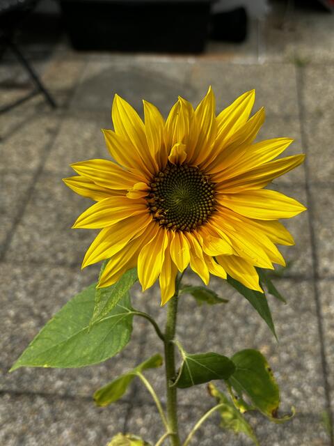 Die Freude am Garten ist Vielfältig und hängt nicht zwangsläufig von einer üppigen Ernte ab, es kann auch mal der Anblick einer schönen Blume sein. | Foto: OGV Ötztal