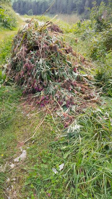 Drüsiges Springkraut - Herkunft westlicher Himalaya. | Foto: Tiroler Bergwacht - Einsatzstelle Stubai