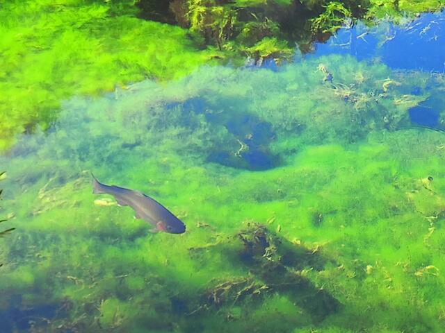 Die Fische scheinen sich wohl zu fühlen!