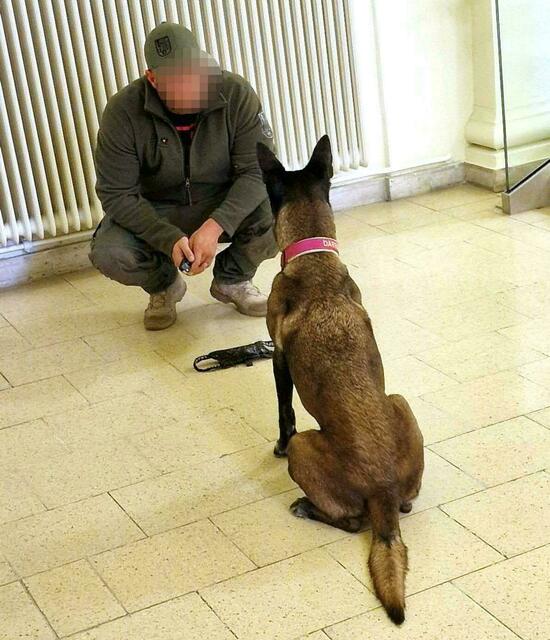Ein Spürhund während des Einsatzes am Landesgericht für Strafsachen in Wien. | Foto: STEFAN SOMWEBER / APA / picturedesk.com