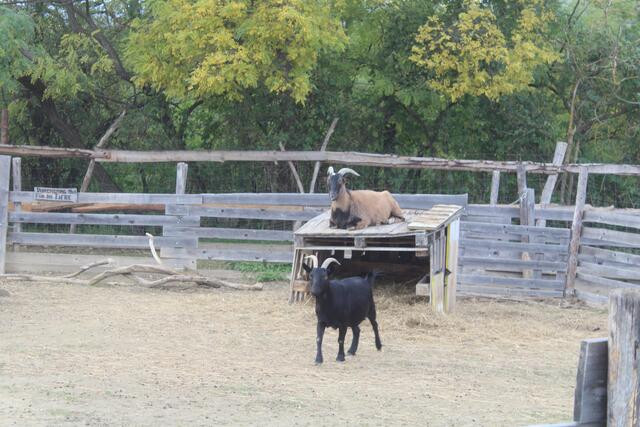 Gemütliuch ist es nicht nur für die Besucher sondern auch für die Ziegen. | Foto: arbes