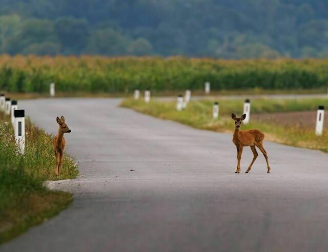 Ein Reh kommt selten allein. Es schadet nicht, an Stellen, wo Wild ohnehin zu erwarten ist, den Fuß vom Gas zu nehmen – für das Leben der Tiere und um einen Schaden am eigenen Auto zu vermeiden. | Foto: Thomas Berwein