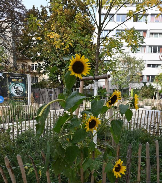 Wiener Spaziergänge Nr. 55 | Foto: © Gabriele Czeiner